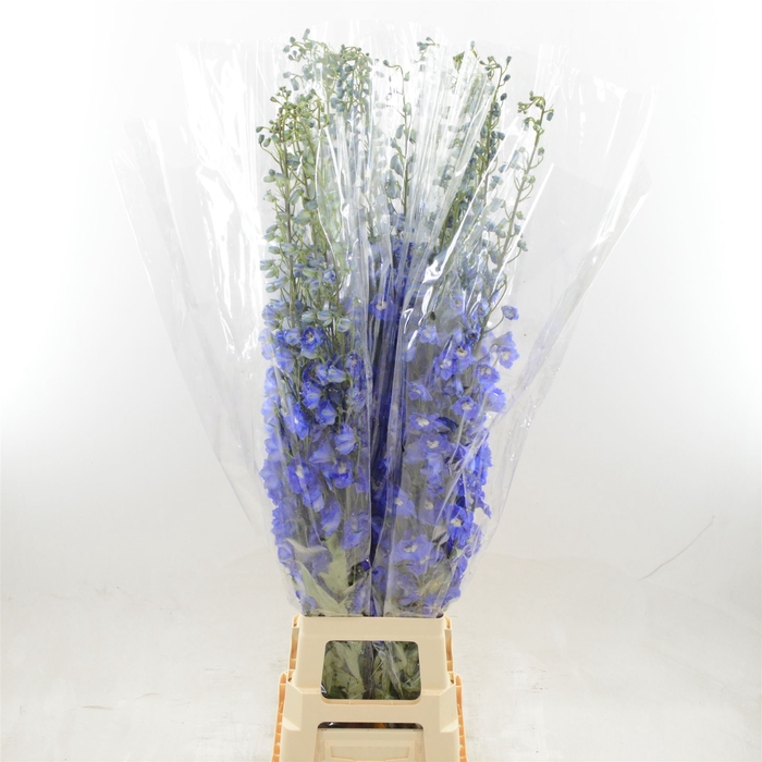 <h4>Delphinium DU 'Dev Navy Blue'</h4>