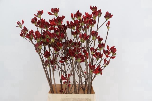 <h4>RHODO. NEW RED 100CM</h4>