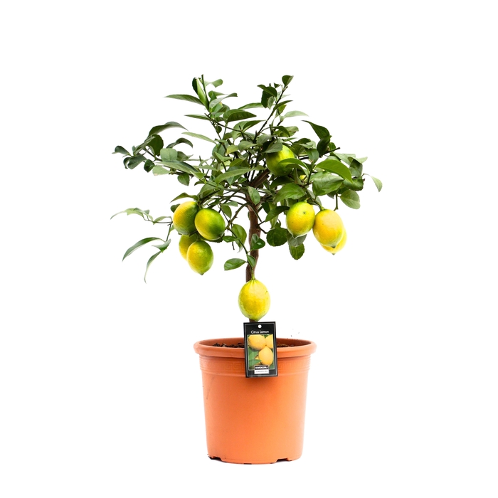<h4>Citrus Meyer</h4>