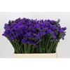 Limonium sinuatum Navy Sun Birds