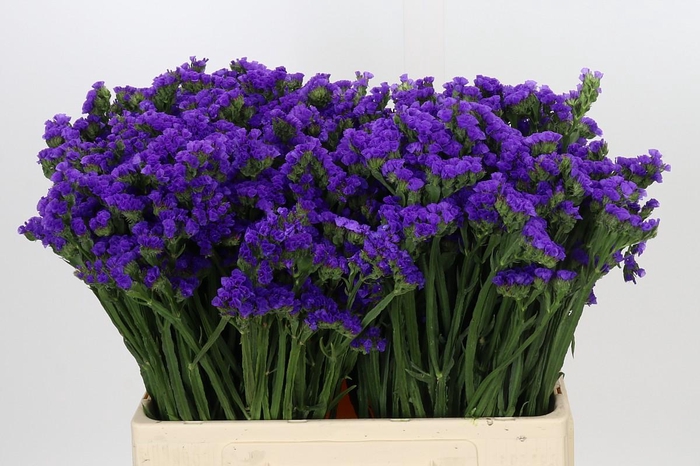 Limonium sinuatum Navy Sun Birds