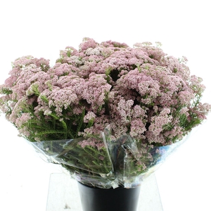 Ozoth Cooks Hot Pink 200 Gram