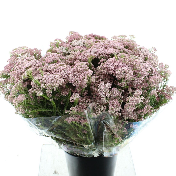 <h4>Ozoth Cooks Hot Pink 200 Gram</h4>