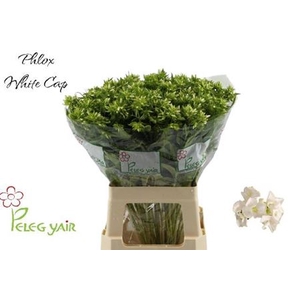 Phlox P Whitecap