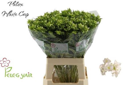<h4>Phlox P Whitecap</h4>