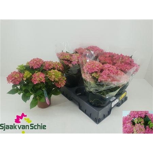 Hydr M Hi Ocean Rose 8 - 10 Bloemen+
