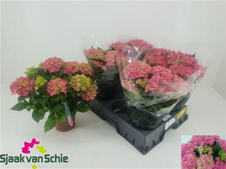 <h4>Hydr M Hi Ocean Rose 8 - 10 Bloemen+</h4>