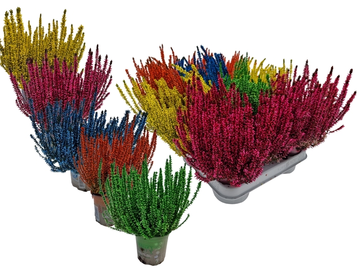 <h4>CALLU KLB MIXK H%</h4>