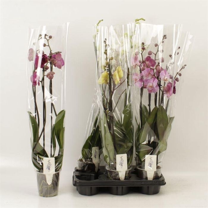 <h4>PHAL GEM 4 KL</h4>