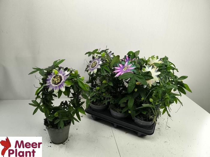 <h4>PASS CAERULEA</h4>