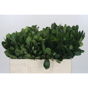 Pittosporum Nurit (per stem)