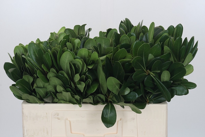<h4>Pittosporum Nurit (per stem)</h4>