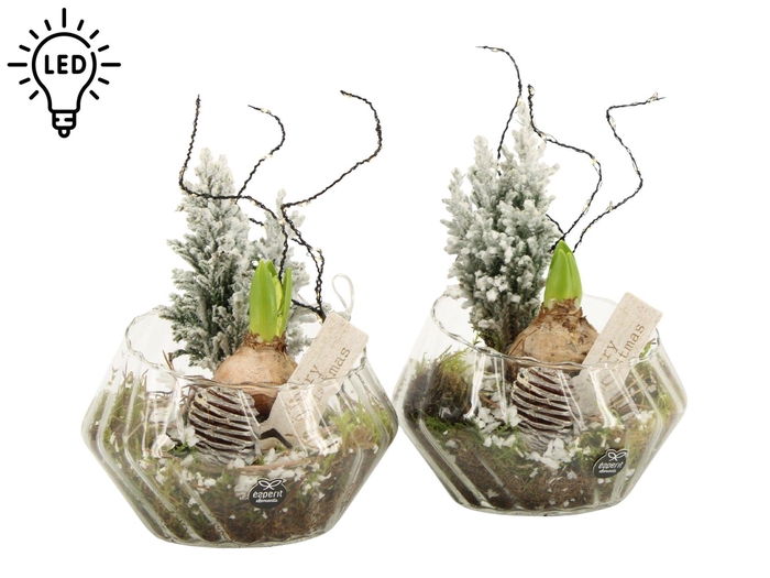 <h4>61968: X-mas arrangement met LED</h4>