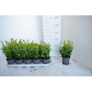 BUXU SEMPERVIRENS