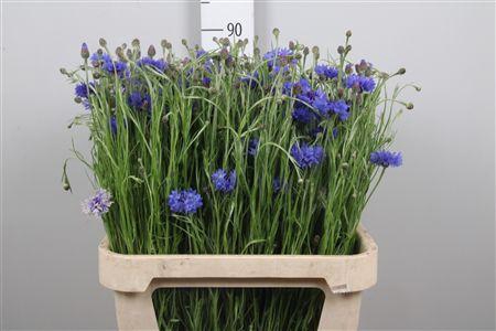 <h4>Centau Cyanus</h4>