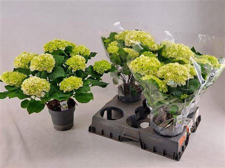 <h4>Hydr M Crystal Palac</h4>