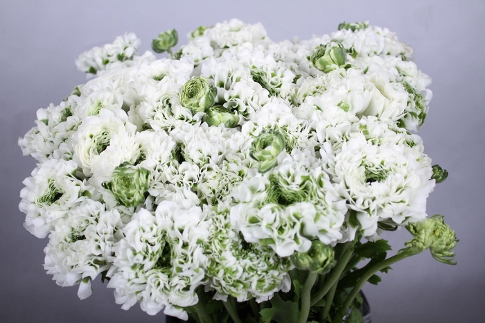 Ranunculus Pon Pon Igloo