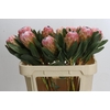 Protea Susara