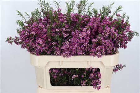 <h4>Chame Un Emma</h4>