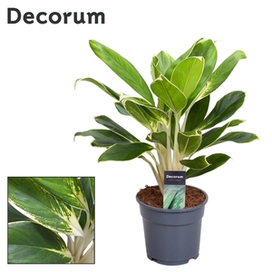 Aglaonema White Lime (Decorum)