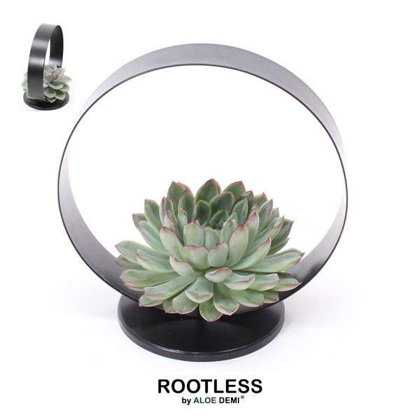 <h4>ROOTLESS Echeveria pulidonis, black metal large</h4>