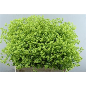 Alchem M Robustica