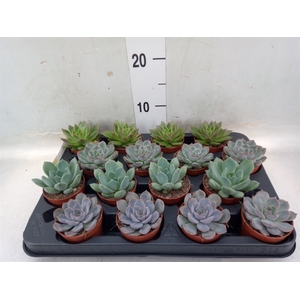 Echeveria   ...mix