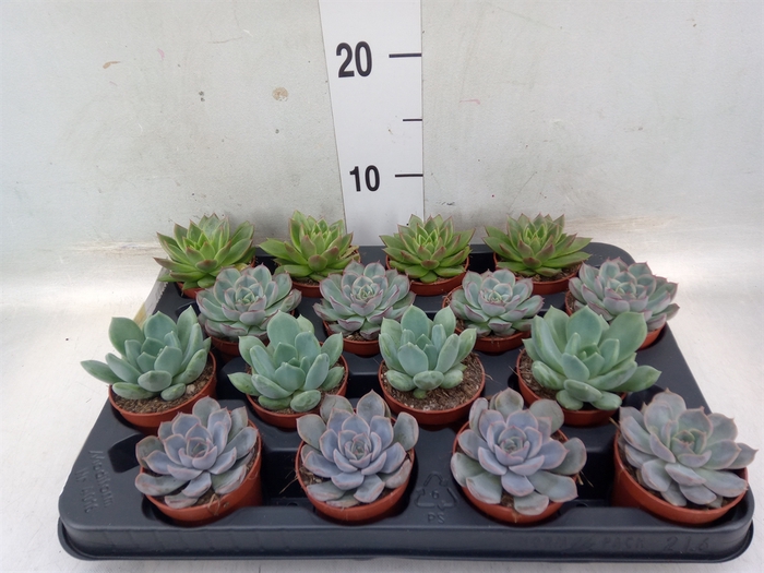 <h4>Echeveria   ...mix</h4>