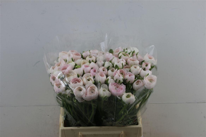 <h4>Ran Clony Hanoi</h4>