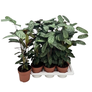 CTENANTHE COMPACTSTA