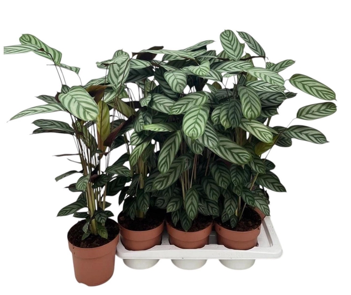 <h4>CTENANTHE COMPACTSTA</h4>