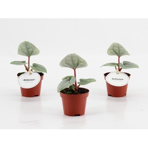 Anthurium Luxurians