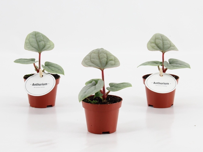 <h4>Anthurium Luxurians</h4>