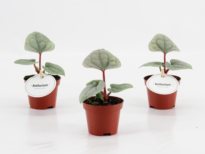 <h4>Anthurium Luxurians</h4>