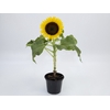 GIRASSOL MINI SUN BRIGHT P15