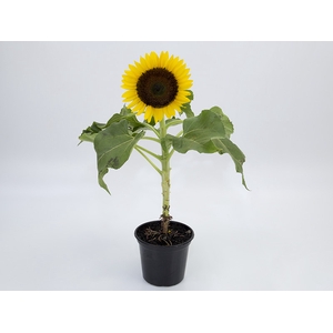 GIRASSOL MINI SUN BRIGHT P15