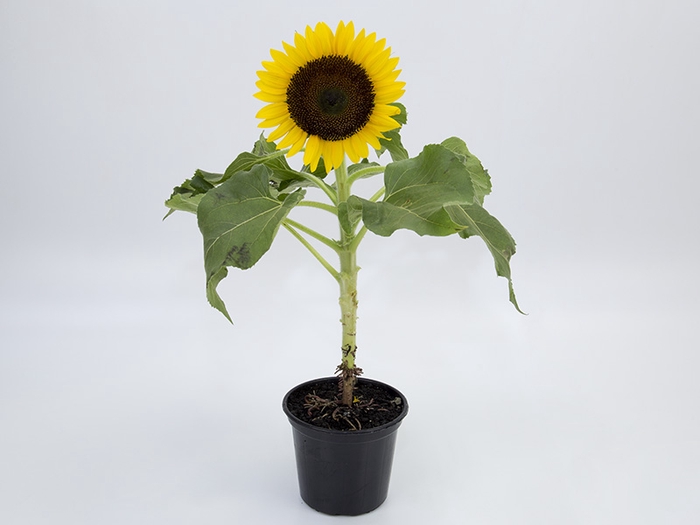 GIRASSOL MINI SUN BRIGHT P15