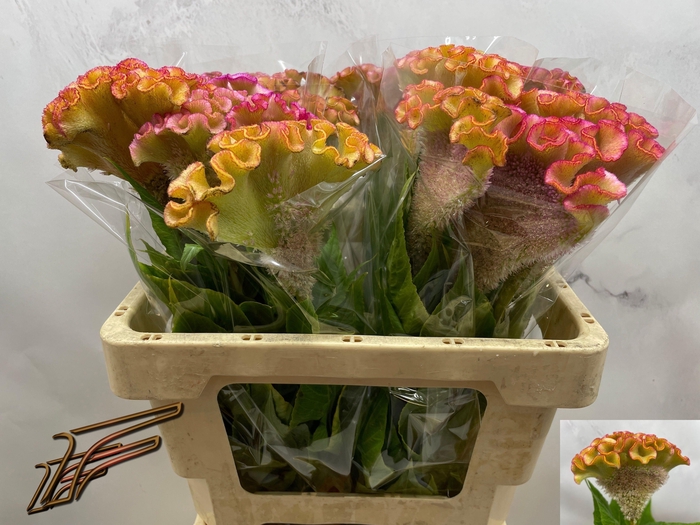 <h4>CEL C BAR BOSSA</h4>