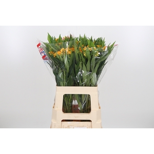 Asclepias Silky Gold