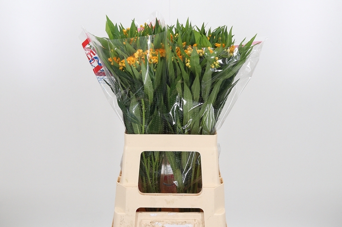 <h4>Asclepias Silky Gold</h4>