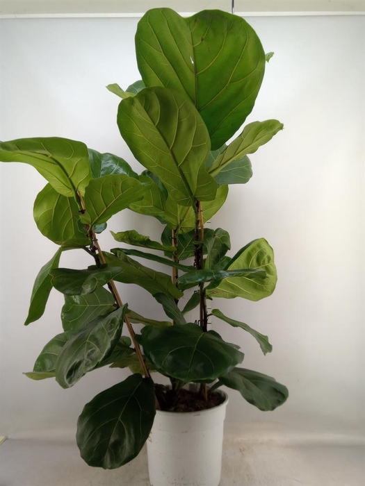 <h4>Ficus   ...</h4>