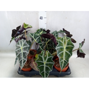 Alocasia amazonica