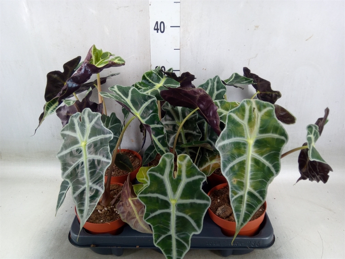 <h4>Alocasia amazonica</h4>