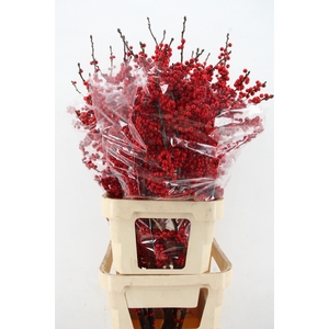 ILEX VE RODE BES 120CM XL