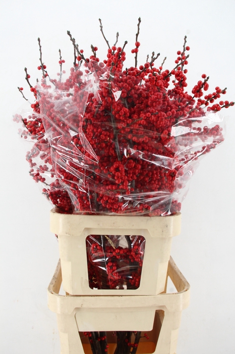 <h4>ILEX VE RODE BES 120CM XL</h4>