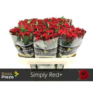 R Gr Simply Red+