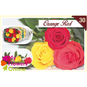 R Gr Rainbow Orange Red 40cm EC