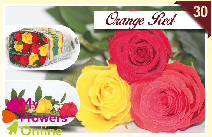 <h4>R Gr Rainbow Orange Red 40cm EC</h4>