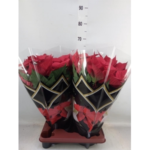 Euphorbia pulc. 'Christ Feel'