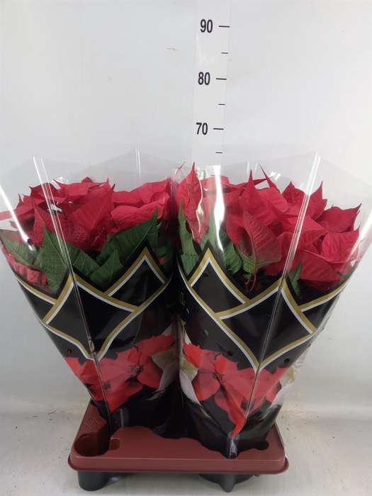 <h4>Euphorbia pulc. 'Christ Feel'</h4>